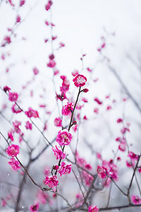 豪徳寺駅前の梅の花と羽根木公園の雪中に咲く梅
