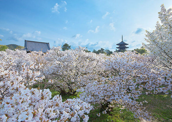 風景 Landscape 風景 Landscape